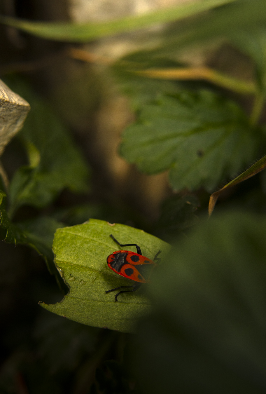 Frühlingsbilder